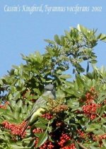 cassin\'s kingbird.jpg