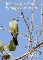 westernkingbird.jpg