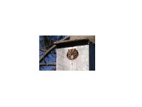 Eastern Screech-Owl, red morph.2.jpg