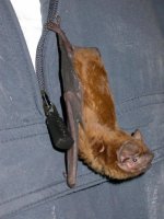 Noctule bat.JPG