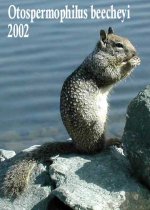 7252squirrel2.jpg