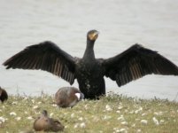 cormorant small 8308.jpg