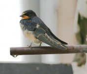 Swallows and Lapwing 10th Aug 013.jpg