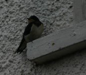 Swallows and Lapwing 10th Aug 067.jpg