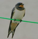 Swallows and Lapwing 10th Aug 014.jpg