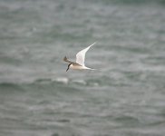 sandwichtern2.jpg