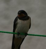 Swallows and Lapwing 10th Aug 015.jpg