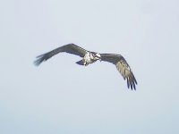 osprey21-08-03-040.jpg