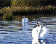 mute-swans-gos.gif