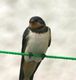 Swallows and Lapwing 10th Aug 015.jpg