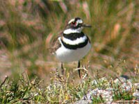 KILLDEER2.jpg