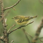 ddhumeswarbler8.jpg