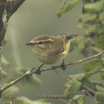 humeswarbler2.jpg