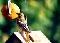 baltimore oriole female.JPG