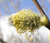 Male Sallow catkin.jpg