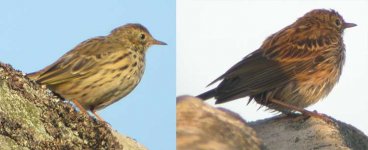 pipits.jpg