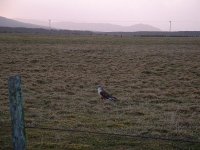 Bird of Prey 019.jpg