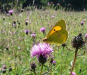 clouded yellow 11 8 04.jpg