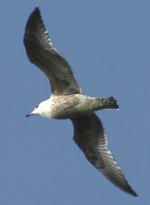 gull-b.jpg