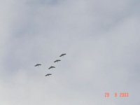 sandhill cranes,sep29\'03.jpg