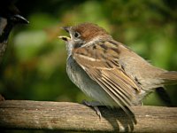 Tree Sparrow Juv 2271.jpg