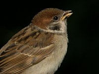 Tree Sparrow Juv 2282.jpg
