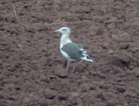 herring-gull.jpg