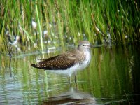 Green Sandpiper.jpg