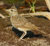 crested-lark-lesvos.jpg