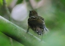 040121 Western Slaty-Antshrike 2340.jpg