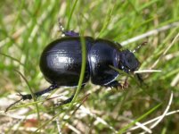 Dor beetle 9238.jpg