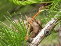 Damselfly 9226.jpg