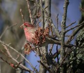 housefinch02.jpg