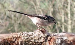 longtailed-tit-on-log.jpg