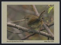 BfBush-Warbler.jpg