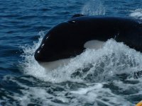 orca by boat email.jpg