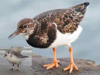 turnstone sanderlingo.jpg