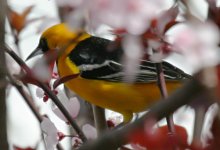 hoodedoriole2.jpg