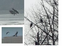 eagle pics.jpg