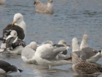 gulls_obp_sep_03c.jpg