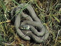 grass snake 1.jpg