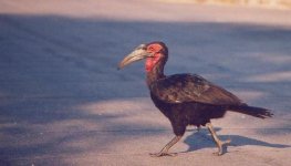 sground hornbill.jpg