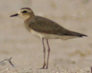 Plover 2.jpg