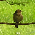 bird ID 1.jpg