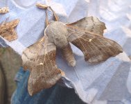 poplar_hawkmoth2.jpg