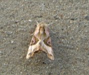 moth 003.jpg