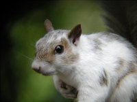 whitesquirrel2.jpg