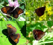 ringlet-sp.jpg