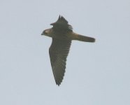 Peregrine170704b.jpg