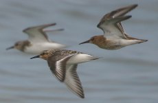 Sanderling_Dunlin170704a.jpg